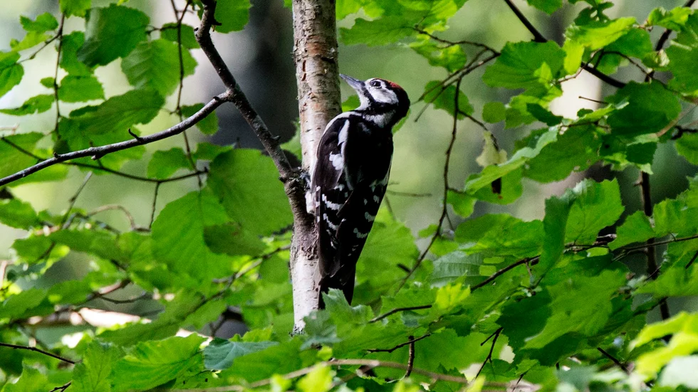 Nu ska kommunen satsa på det nya naturreservatet vid Karlshult.