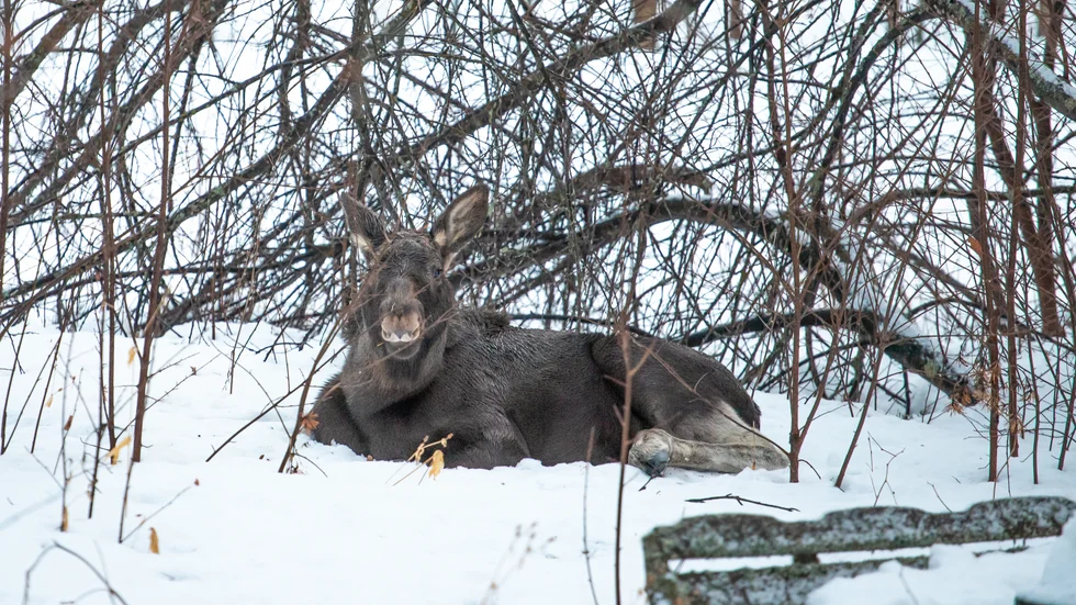 En av kalvarna i Jokkmokk som nu skrämts bort från samhället. Just nu har Kallax liknande problem med närgångna älgar.