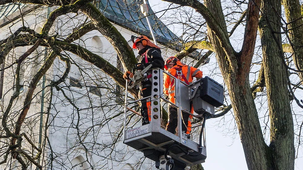 Griftegårdsarbetarna Peter Helge och Andreas Bjuvsjö tar ner sjuka almar i kyrkparken.