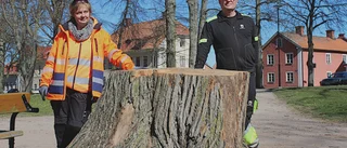 Här är platserna där återplantering av träd är på gång