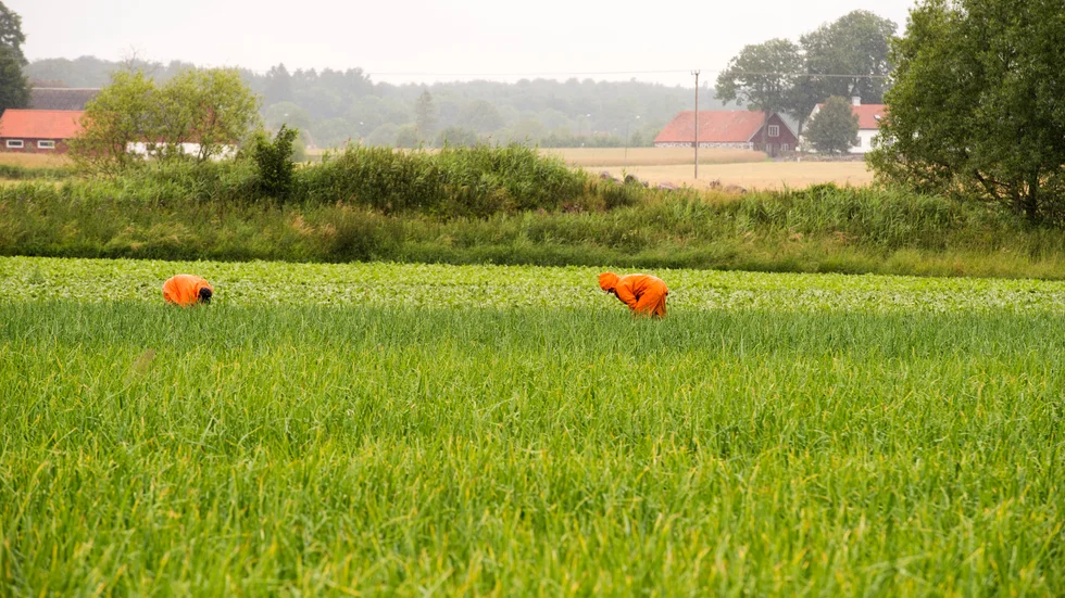 Vinslöv i norra Skåne. De skånska frukt och bärodlingarna är särskilt beroende av säsongsarbetskraft från utlandet.