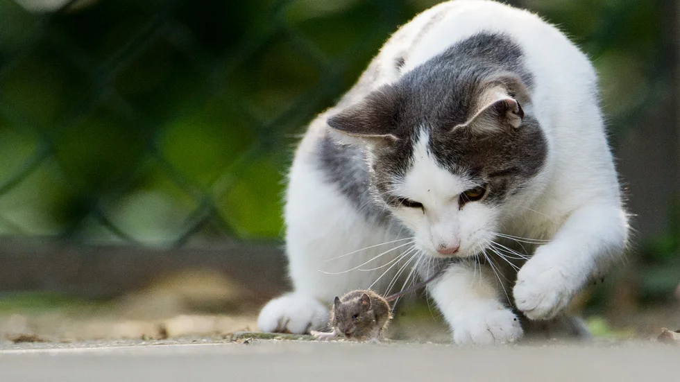 Kattägare, ta ansvar för livet i naturen omkring dig och den allra minste och släpp inte ut din huskatt i naturen utan koppel och kontroll. Skriver insändarskribenten.