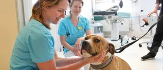 Enköpingsveterinärer klarade vaccinbristen