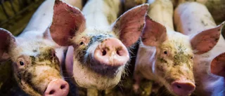 Köttätare bör inte stoppa huvudet i sanden