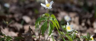 Demokratisk makt är en skör blomma 