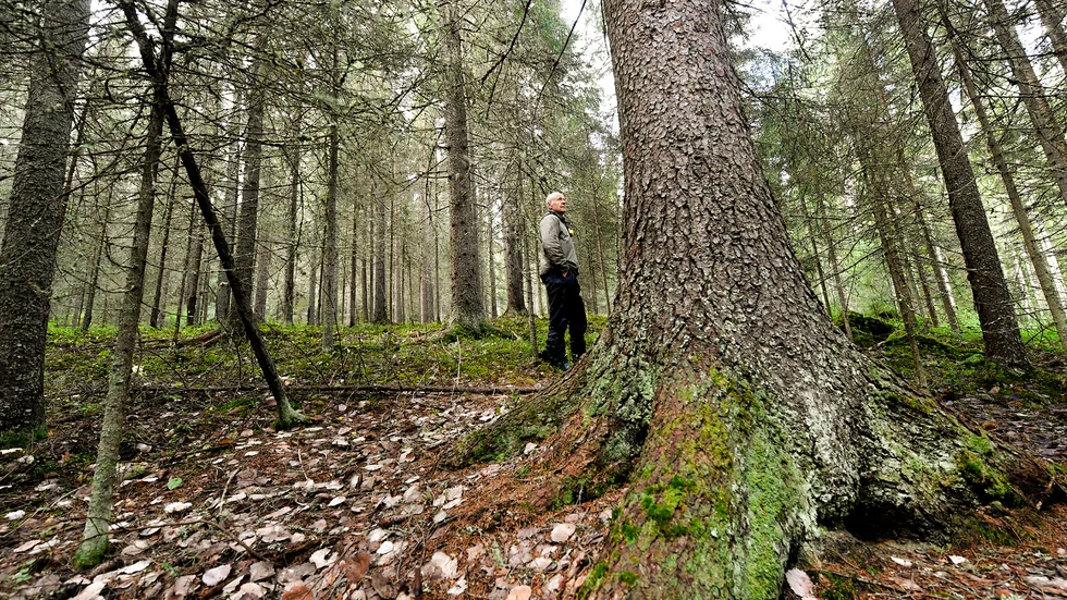 Naturskogen har sin charm i sin brokighet av risigt och frodigt grönskande.