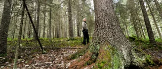Skydda kyrkans skogar          
