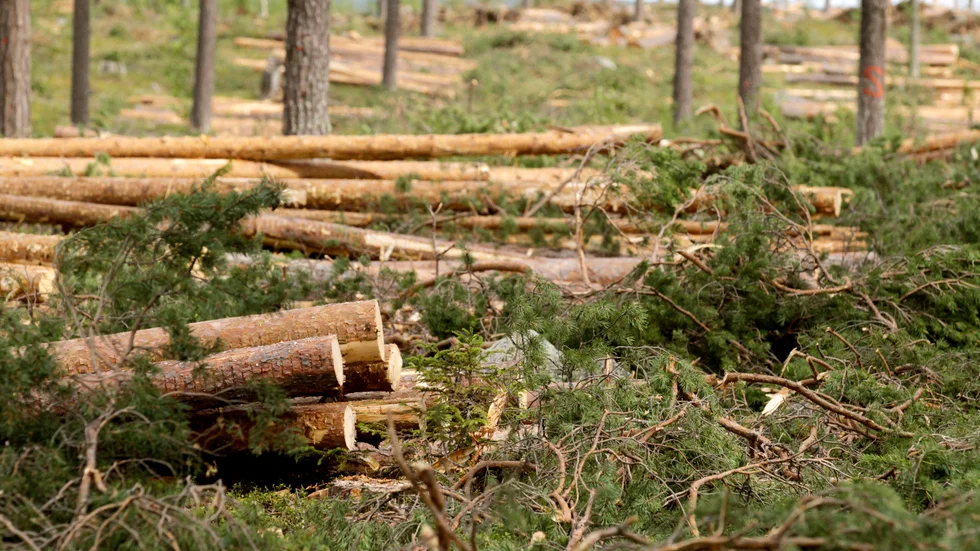 Rekordmycket skog har anmälts till avverkning under mars månad i norra Norrland. (Arkivbild)