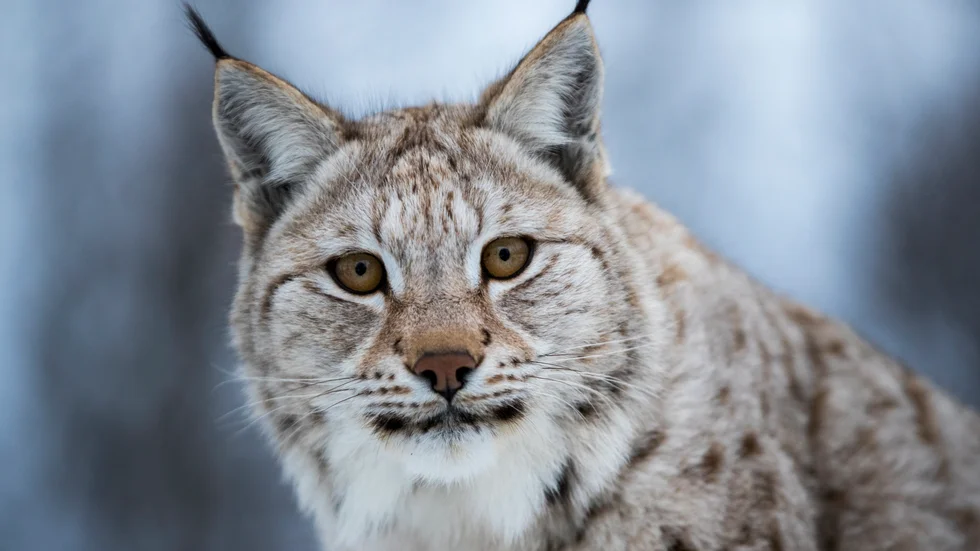 Ten lynxes can be shot in Västerbotten, announces the County Administrative Board (Länsstyrelsen).





