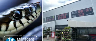 Tips om vilda ormjakten belönas