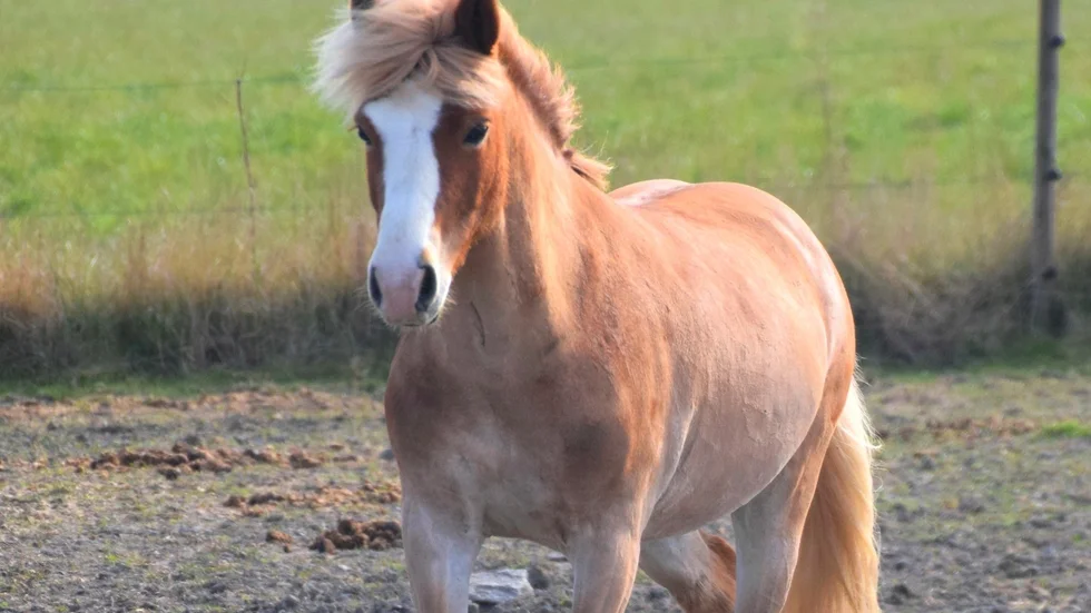 Ponnyn Mazarin försvann från en hage på Näsudden i natt.