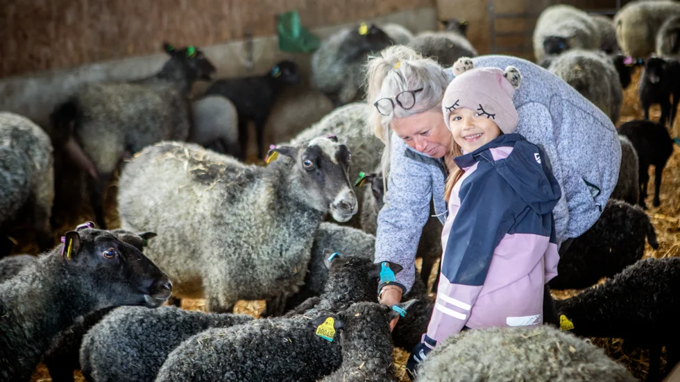5-åriga Molly Söderholm är minst sagt van med djur då hon går på Suderängens förskola i Gothem, som är ett bondedagis där barnen får lära sig allt från att mata napplamm till att städa i kaninburen.