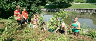 Många av kommunens sommarjobb försvinner