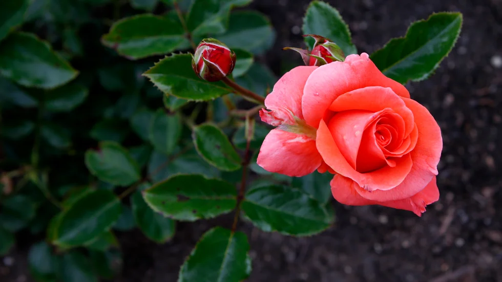 Torsdag är rosdag.