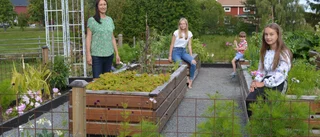 Gabriella och barnen odlar klimatsmart i Klutmark: ”Fokuserar på att leva hållbart”