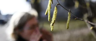 Allergiker uppmanas stanna hemma vid symptom