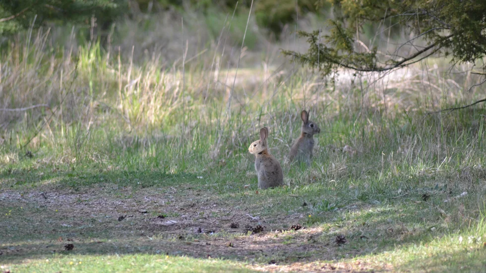 Rabbis.