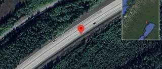 Trafikverket varnar för älg på vägen på E4