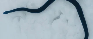 Ormarna är vakna på Ormberget         