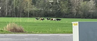 Kogäng rymde i Lindö – sprang genom stängslet så det gick sönder