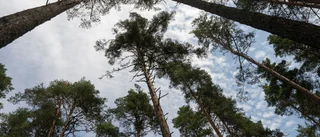 Skogarna skövlas utan eftertanke och kontroll