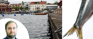 Våra traditioner kring strömmingen är hotade