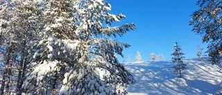 Snöiga träd i Ounasvaara             