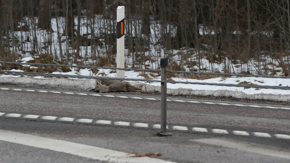 Döda rådjur längs riksväg 34 har legat där längre än tre dagar. Den tid som Trafikverket har på sig att forsla bort djuret.