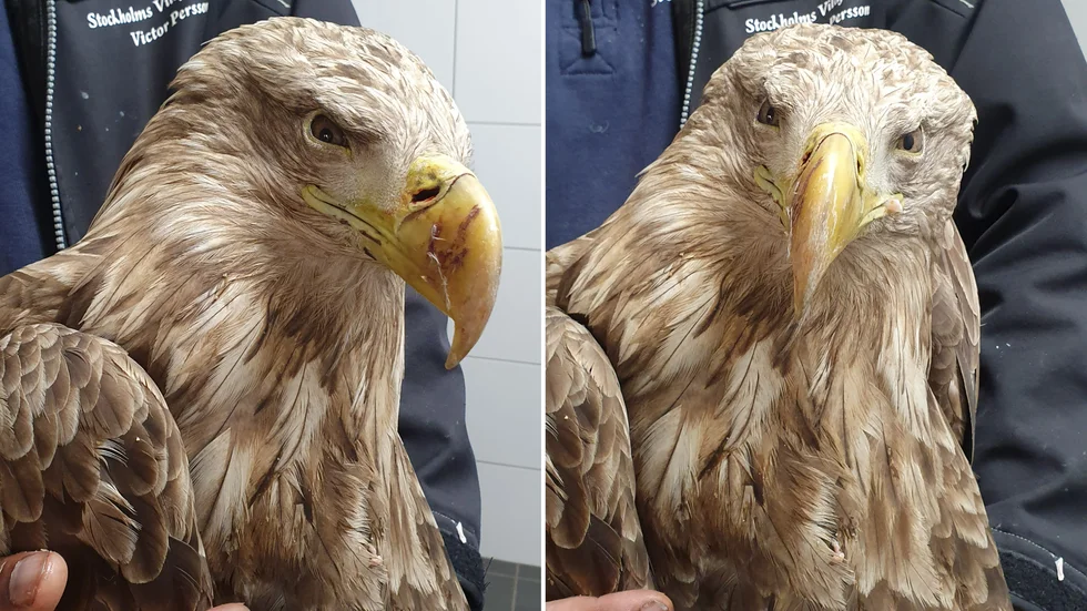 Den kraftigt blyförgiftade örnhonan hittades på Härjarö  och togs omhand av Stockholms Viltfågel Rehab. Den mår enligt uppgift allt bättre.