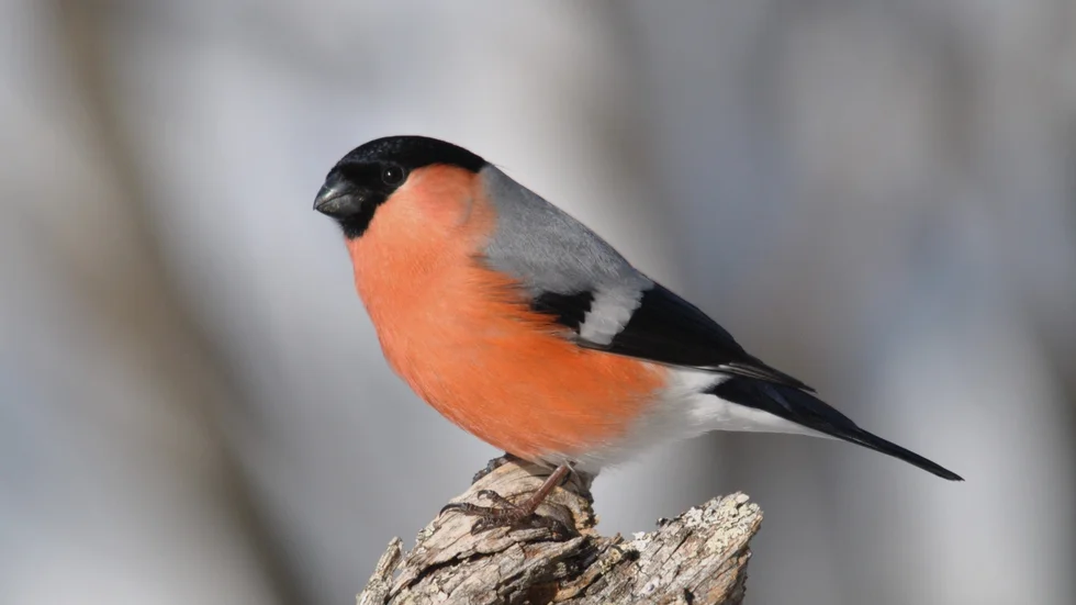 Domherren är en riktig färgklick i den nu så färglösa naturen. En finkfågel som blir allt vanligare i hela landet. Här syns en hane.
