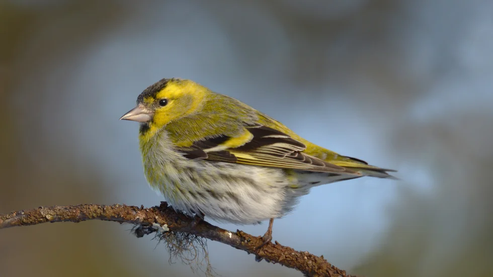 Grönsiskan, den tillhör familjen finkar och har ett färgspektra som är iögonfallande med vackra gulgröna färger med svarta inslag.
