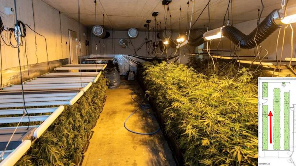 364 välmående cannabisplantor stod på tillväxt när polisen tog sig in. White Gold, Purple Cookie Kushoch Honey Melon Haze var några av sorterna.