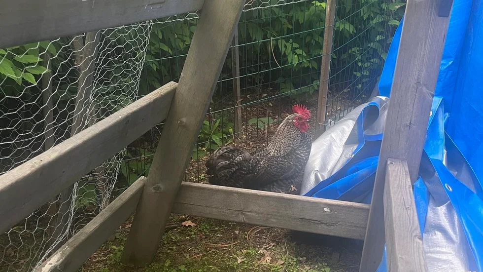Mjölkuddetuppen blev lite av en kändis i slutet av juli när den levde rövare på Mjölkudden i Luleå.