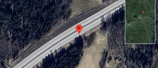 Rådjur på fel sida viltstängslet på E4