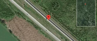 Rådjur på fel sida av viltstängslet på E4