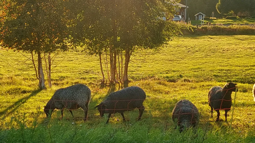 Får på bete i aftonsol.
