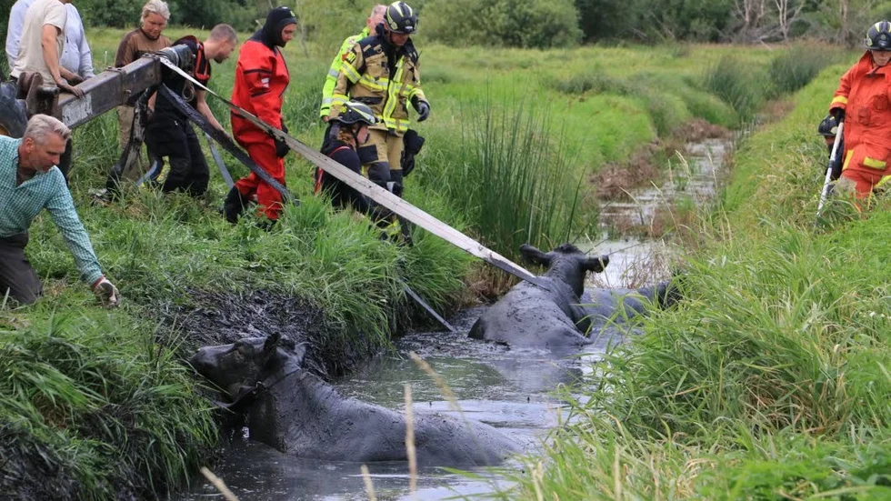 Fyra kor rymde från en inhägnad vid  byn Domta utanför Fjärdhundra och fatsnade i ett kärr.