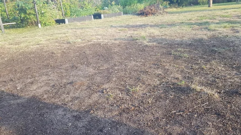 Förra årets vinnarbidrag i "Gotlands fulaste gräsmatta". 