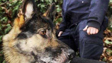 Bäst av landets alla cirka 450 polishundar. Visst ser 7-årige Orax från Västervik ganska så stolt ut över att ha utsetts till Årets polishund i Sverige 2009.Foto: Karin Hertz
