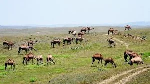 Vildmark. På Dhorfarberget betar kameler. När Ulrica kom till Oman första gången var det direkt efter monsunperioden. Då gick kamelerna runt i stan och åt gräs.  Foto: Privat