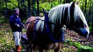 Skogskörning. Roy Johansson och nordsvenska hästen Mysan, de två har stannat till en stund under skogskörningen för att se över banan. Vid helgens "träningläger" i Almvik inför det stundande DM:et.