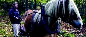 Hästkörning i Almvik