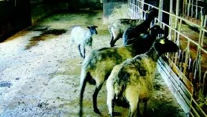 Nyklippta. Lite kala och nakna ser de nyklippta fåren ut. Fryser gör de dock inte trots att de mist sin päls. Inte ens när de kläs av mitt i vintern. En sinnrik anordning i djurens vom gör att de ökar sin värmeproduktion när de är nyklippta.
