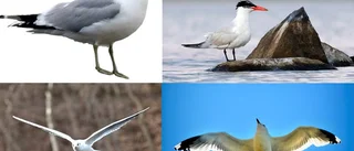 Skräntärnan är tillbaka