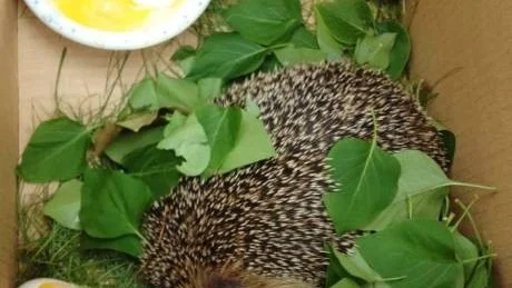 Den lilla igelkotten fick namnet Maria. Efter ett dygn hemma hos Linda fick den somna in hos veterinären. Foto: Privat