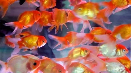 Guldfiskar som köps till dammar kan bära på farliga parasiter. Foto: Chitose Suzuki