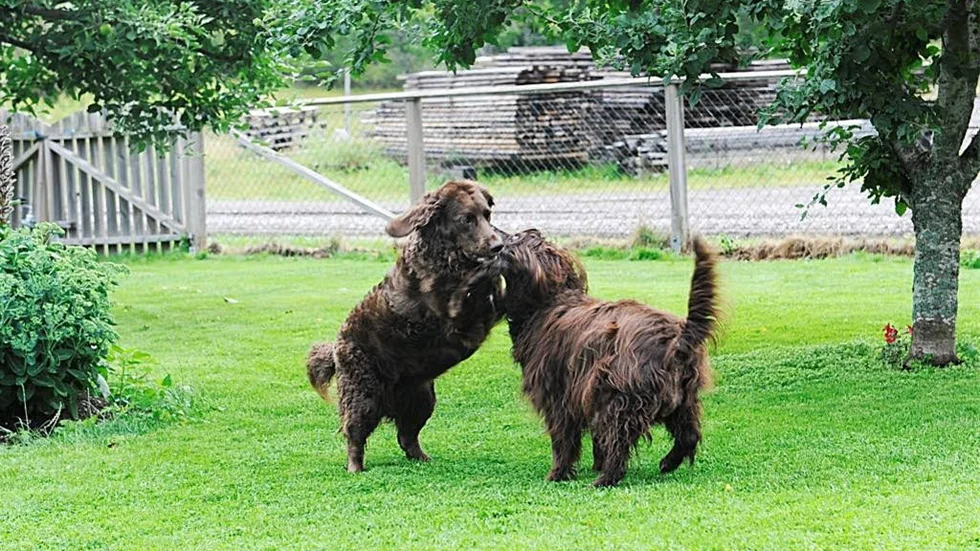 Tessy tillsammans med kompisen Stella, Leifs och Lenas andra hund. Stella är en blandning av vaktel och gråhund.