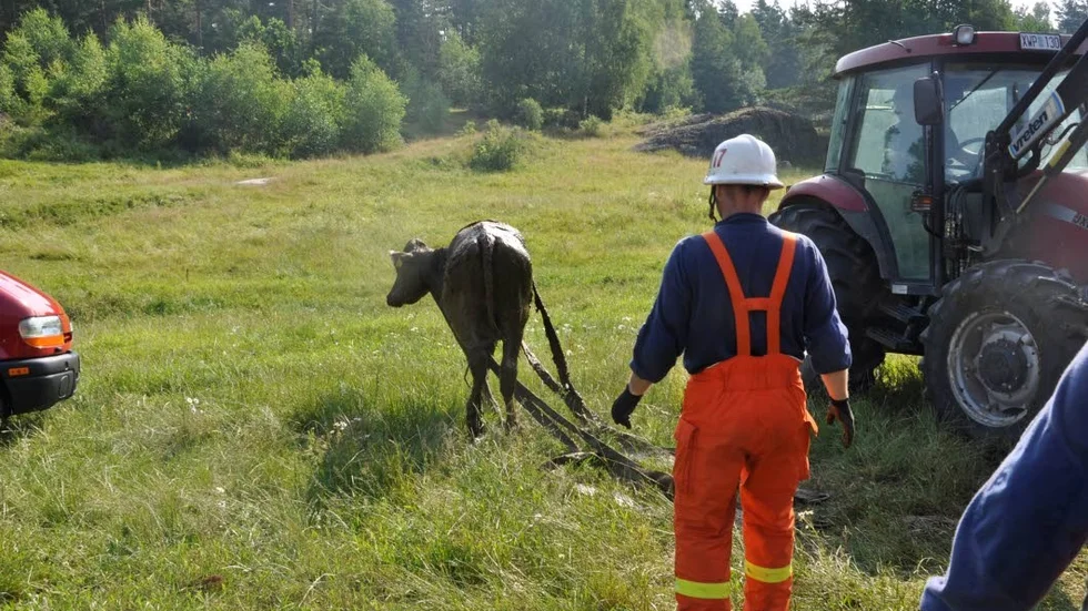 Efter räddningen sprang stuten iväg med repen runt sin mage.