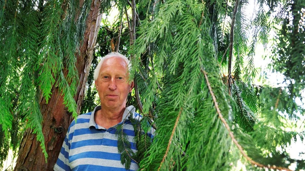 Nutkacypress. Jan Linder söker skydd under en stor nutkacypress. Fler bilder från hans trädgård kan ni se på www.vt.se