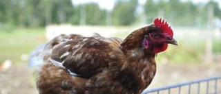 Få gårdsbutiker i Västerviks kommun